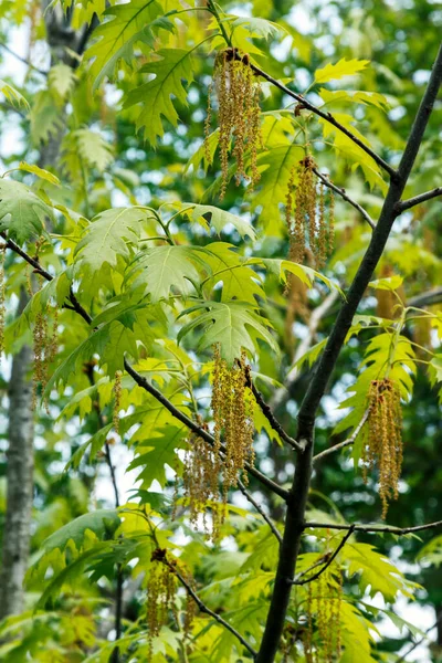 Folhas Carvalho Primavera Dia Ensolarado Com Floração — Fotografia de Stock