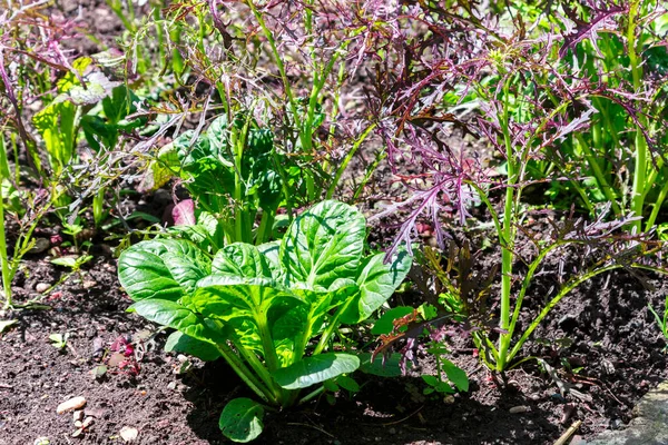 Lettuce Plant Soil Summertime — Stock Photo, Image