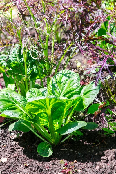 Lettuce Plant Soil Summertime — Stock Photo, Image