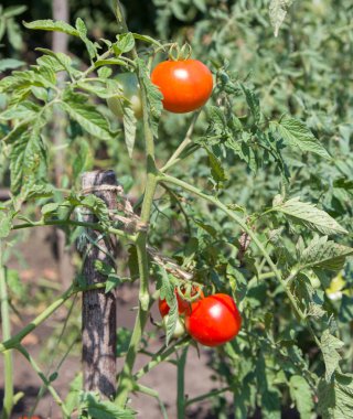 Asma üzerinde büyüyen olgun taze domates