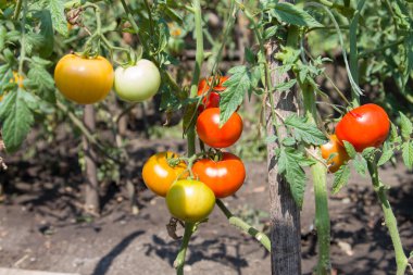 Birçok domates dal