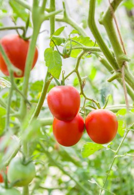 taze domates büyüyen