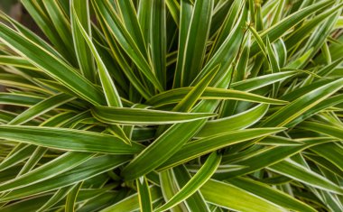 yaprak yeşil arka plan.