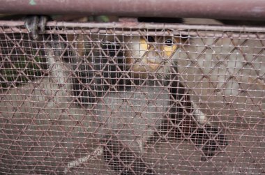 Douc Langur hüzünlü gözleri kırmızı şişlemiş kafeste sıkışıp kalırlar.