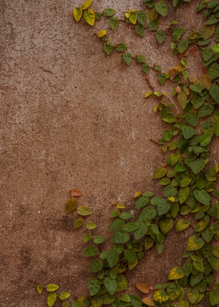 La planta de enredadera verde en la pared. —  Fotos de Stock