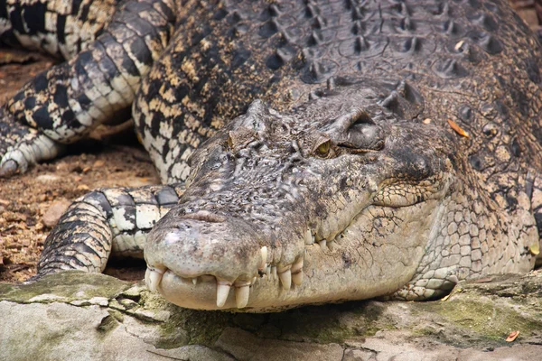 Salt-water Crocodile,thailand — Stock Photo, Image