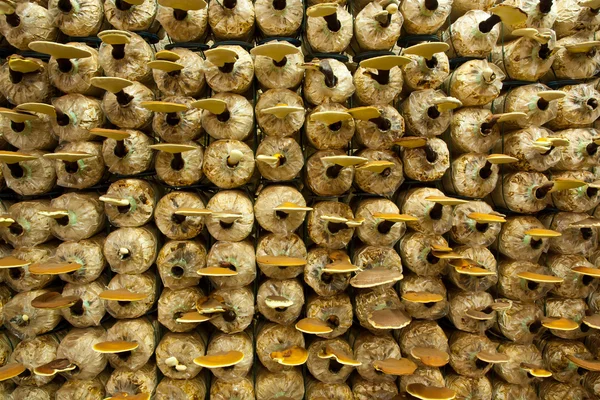 Ganoderma In de Mushroom Farm. — Stockfoto