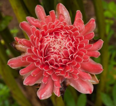 Pembe çiçek meşale zencefil.