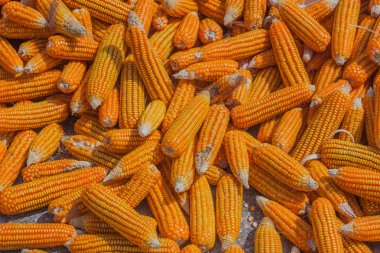 Mısır hasat arka plan.