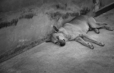 Terk edilmiş evsiz sokak köpeği sokakta uyuyor..