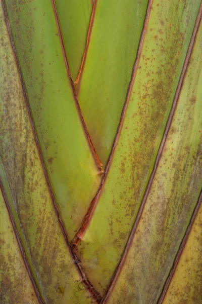 Bananeira . — Fotografia de Stock