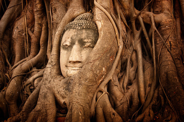 Buddha head in tree Wat Mahathat, Thailand.