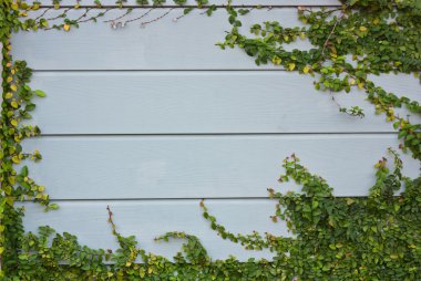 Bir ahşap duvar yeşil sarmaşık.