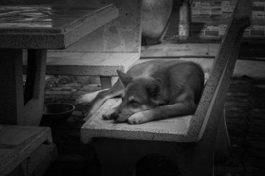 Köpekler uyku taş sandalye üzerinde.