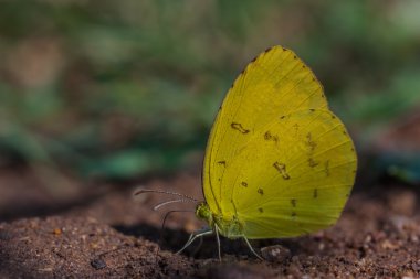 Ortak çim sarı, kelebek.