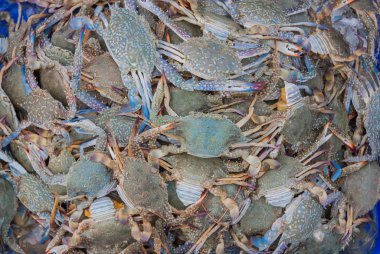 Blue swimming crab on the market. clipart