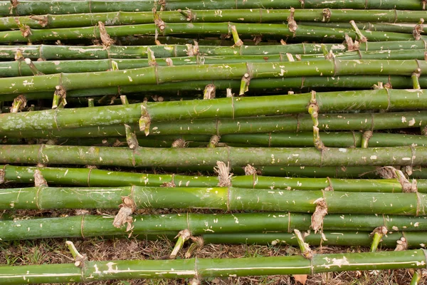 Pilha de bambu verde . — Fotografia de Stock