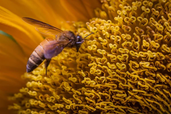 Bal arısı polen için büyük bir ayçiçeği üzerinden çalışan. 