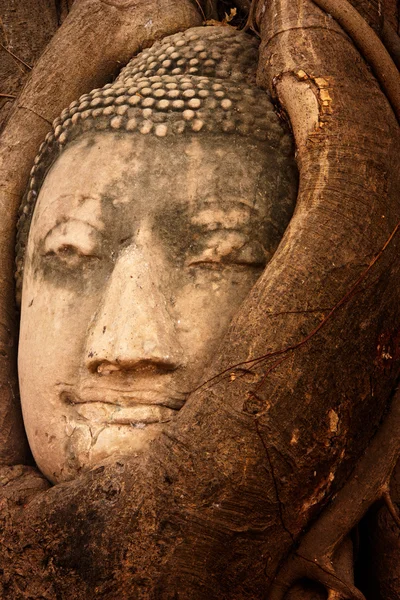 Zblízka střelecké hlava Buddhy v stromu Wat Mahathat, Thajsko. — Stock fotografie