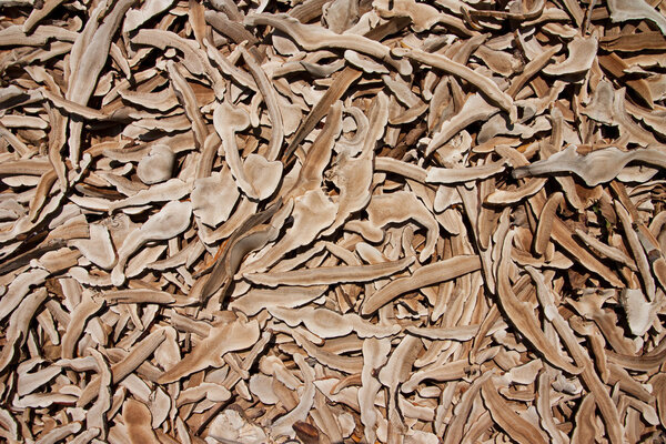 Сушеный Линчжи, Таиланд
.