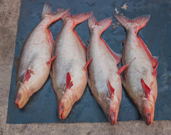 Färsk pangasius på marknaden. — Stockfoto