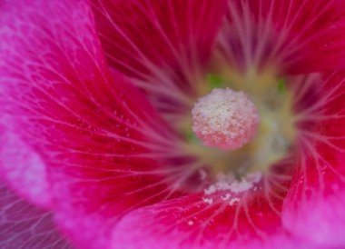 Pembe çiçek polen.