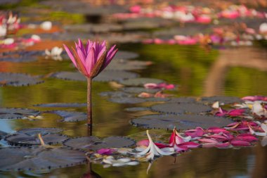 Pembe nilüfer lotus.