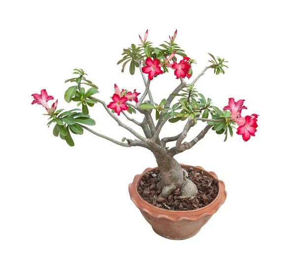 Adenium obesum fa néven is ismert Desert Rose, Thaiföld. — Stock Fotó