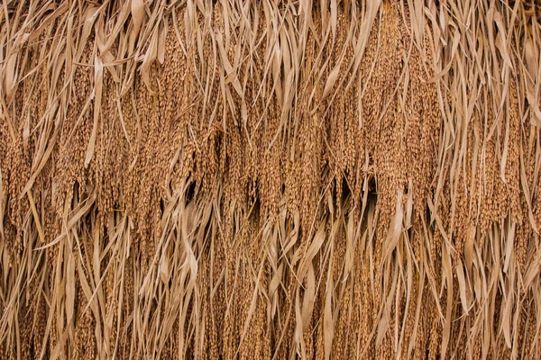 Paddy Rice, Tailândia . — Fotografia de Stock