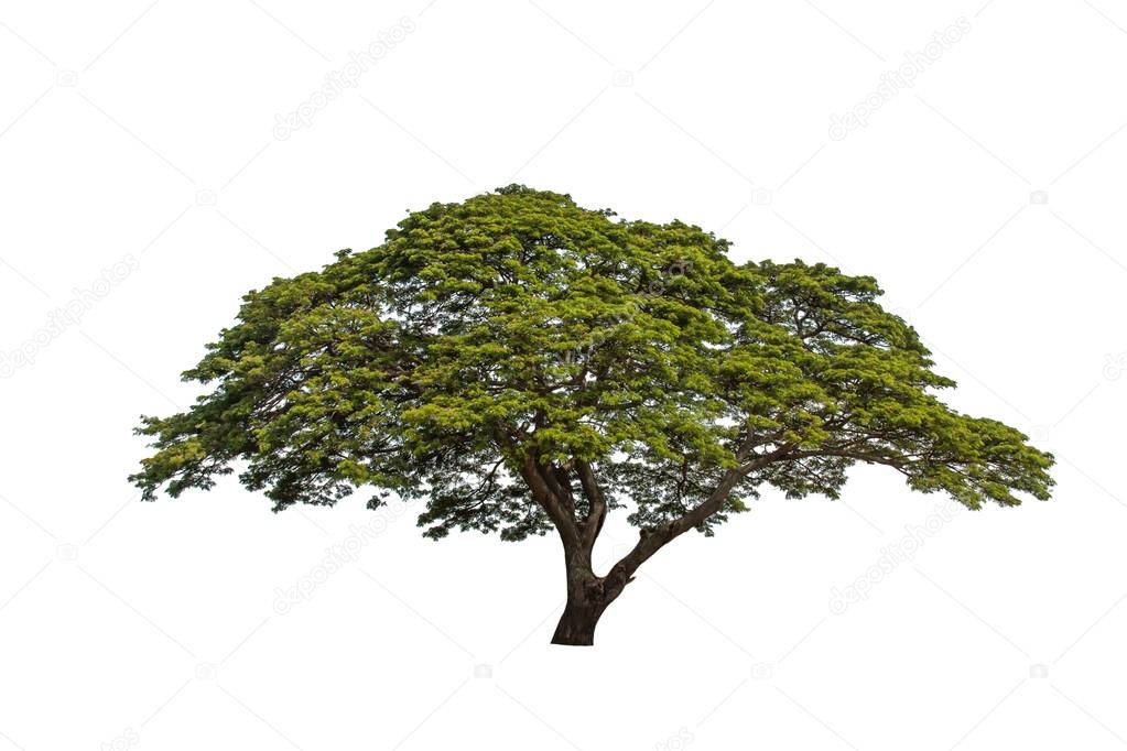 Isolated Tree On A White Background.