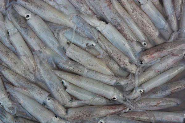 Färsk bläckfisk säljs på marknaden. — Stockfoto