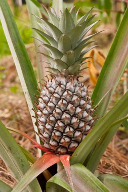 Sebze bahçesinde yetiştirilen ananas.