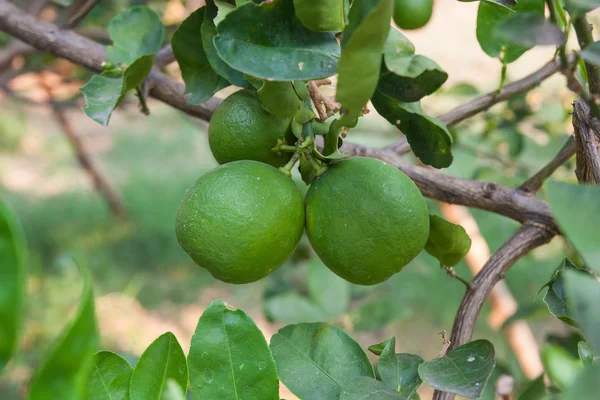 Lemon. — Stock Photo, Image