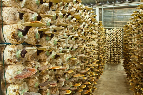 Ganoderma mantar gruptaki.