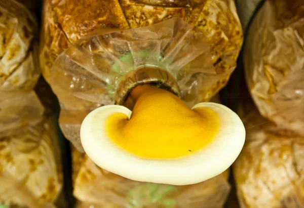 Ganoderma mantar gruptaki.