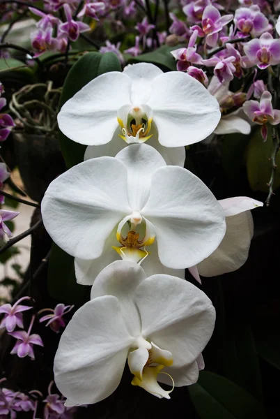 Beautiful white orchids in a garden. — Stock Photo, Image