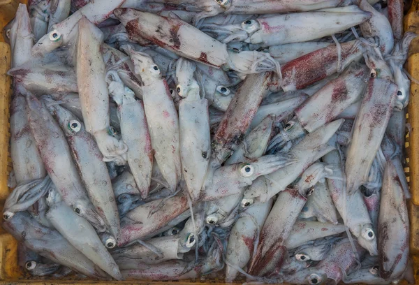 Färsk bläckfisk på skaldjur marknaden. — Stockfoto