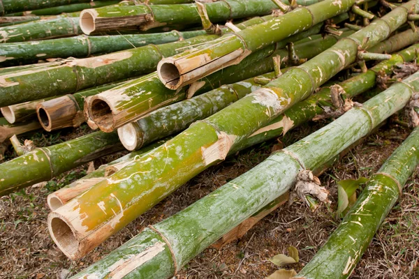 Pilha de bambu verde . — Fotografia de Stock