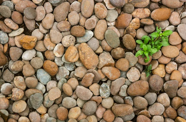 Weed and river stones for garden decoration. — Stock Photo, Image