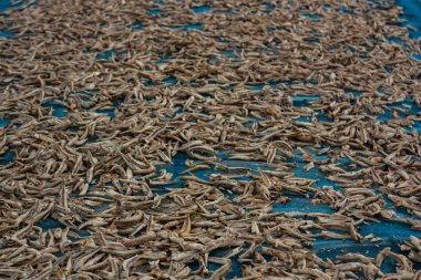 Asya mutfağında kullanılan küçük bir kuru balık.