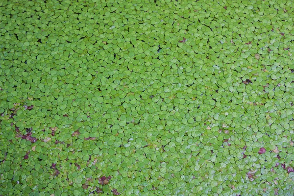 Erva-daninha verde na água . — Fotografia de Stock