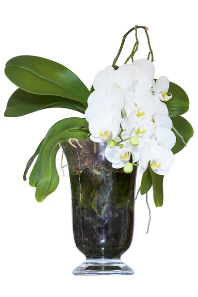 Orchidée blanche en verre — Photo