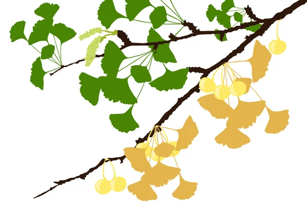 Ginkgo drzewo gałąź - ilustracja — Zdjęcie stockowe