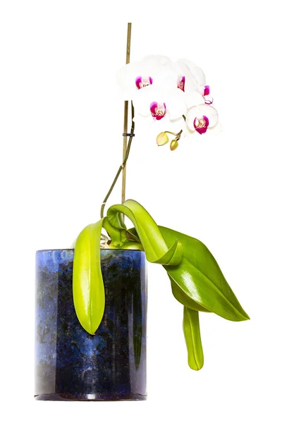 Orchid (Oncidium) — Stock Photo, Image