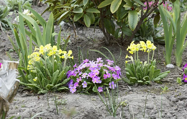 Primroses — Stock Photo, Image