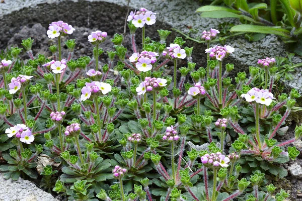 Flores de Androsacia — Foto de Stock