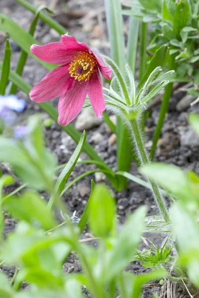 Flor de pascua — Foto de Stock