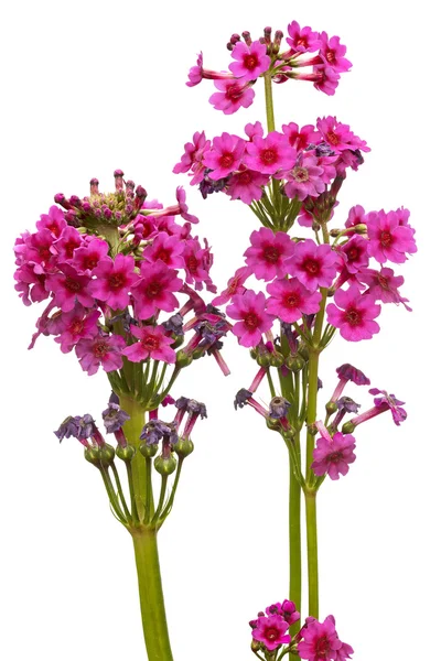 Primula japonica — Zdjęcie stockowe