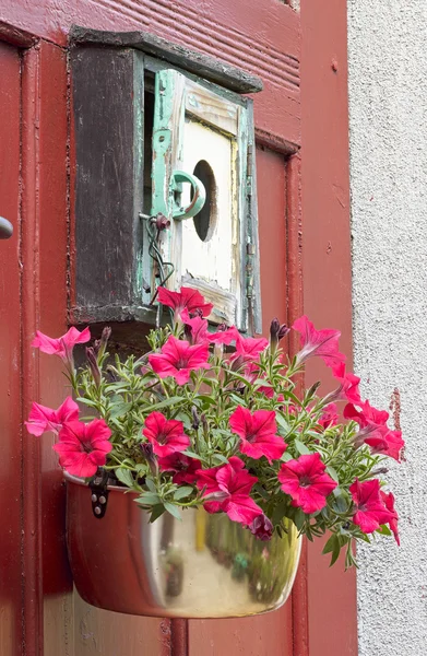 Fiore petunia appeso — Foto Stock