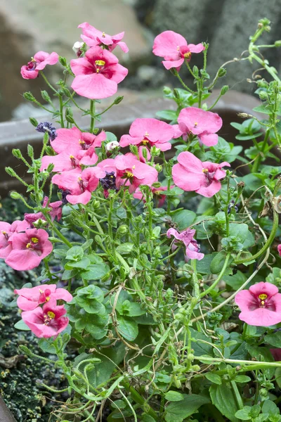 Květy růžové diascia — Stock fotografie